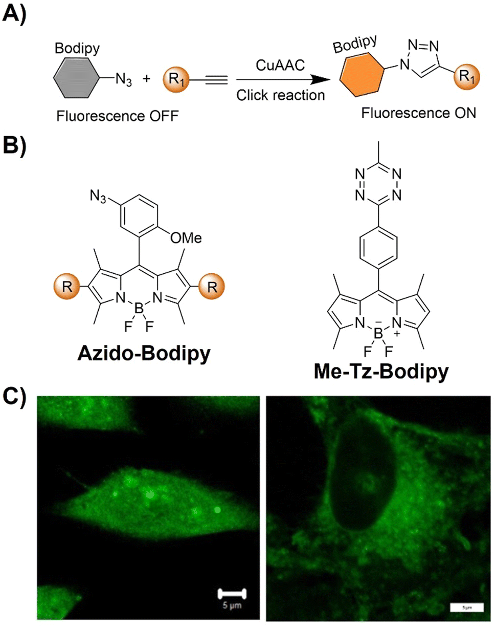yoon bora nude fake Bioorthogonally activated probes for precise fluorescence imaging -  Chemical Society Reviews (RSC Publishing) DOI:10.1039/D3CS00883E