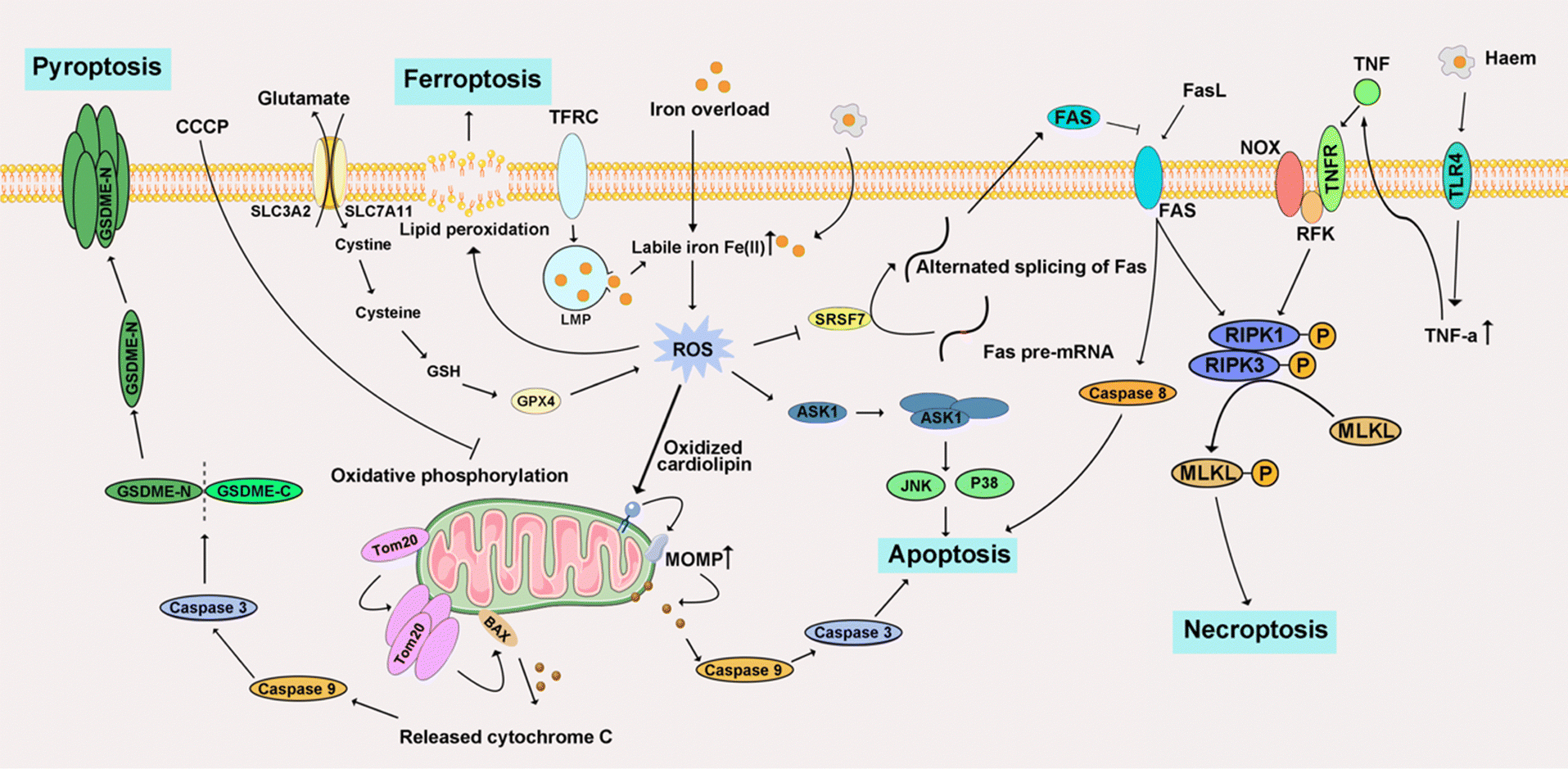 Intracellular metal ion-based chemistry for programmed cell death