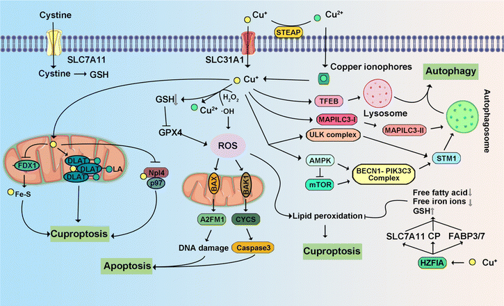 image file: d4cs00930d-f11.tif