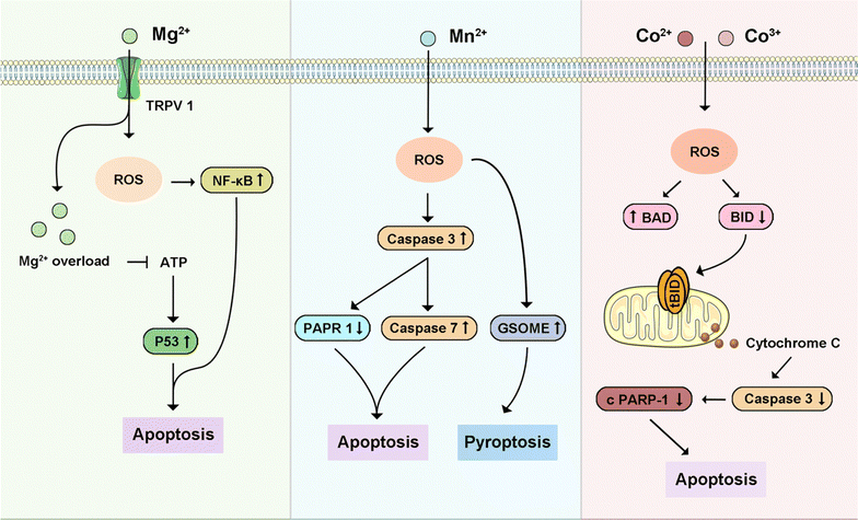 image file: d4cs00930d-f13.tif