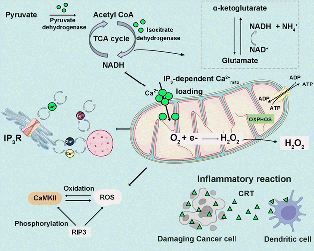image file: d4cs00930d-f3.tif