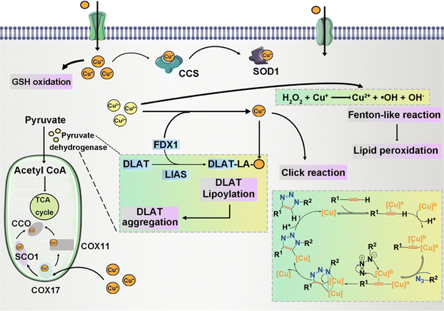 image file: d4cs00930d-f5.tif