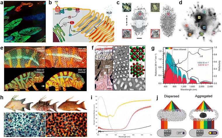 image file: d5cs00471c-f10.tif