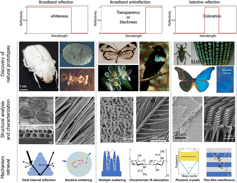 image file: d5cs00471c-f2.tif