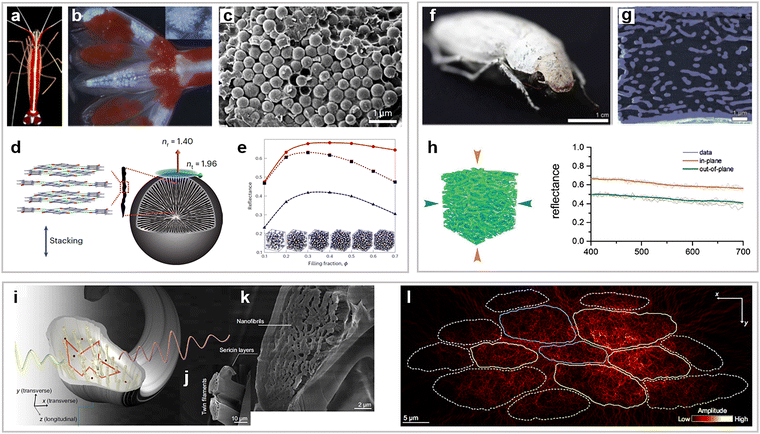image file: d5cs00471c-f4.tif