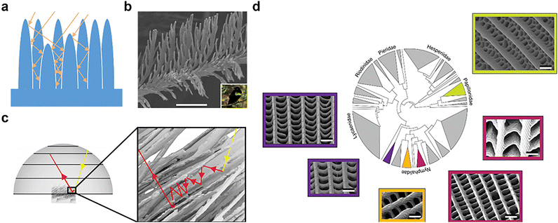 image file: d5cs00471c-f7.tif