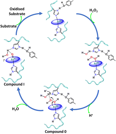 Mechanism of oxidative stress and neurotoxicity associated with