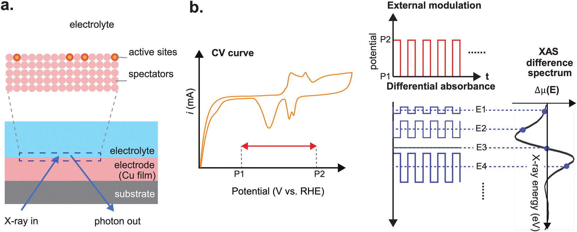 The electrode–electrolyte interface of Cu via modulation