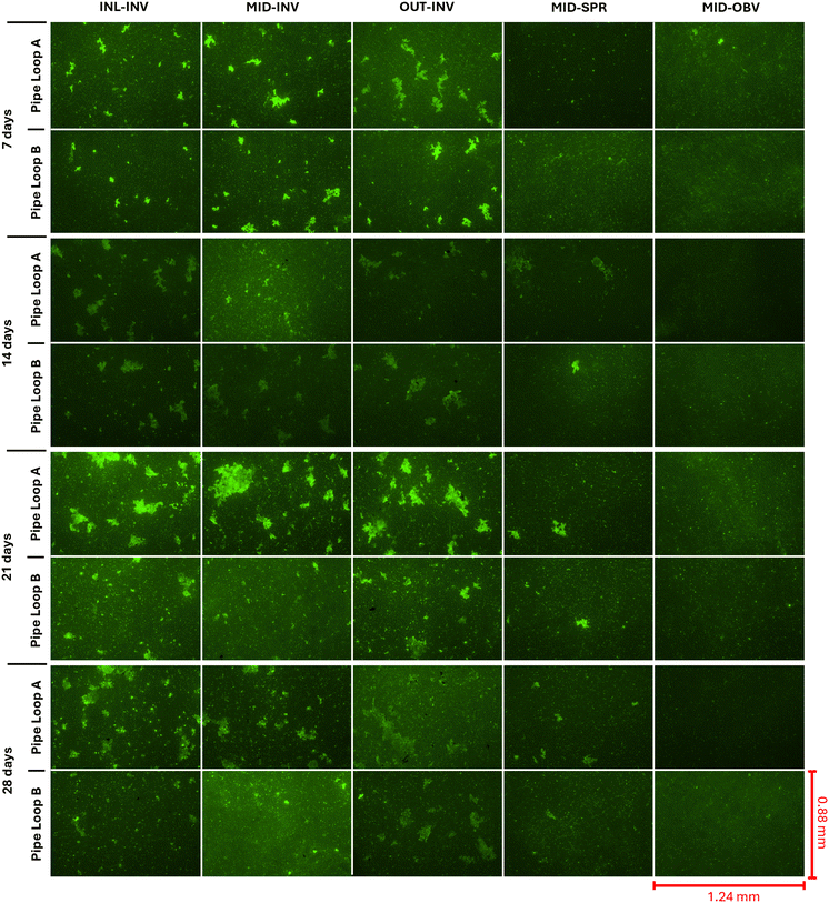 image file: d5ew00654f-f5.tif