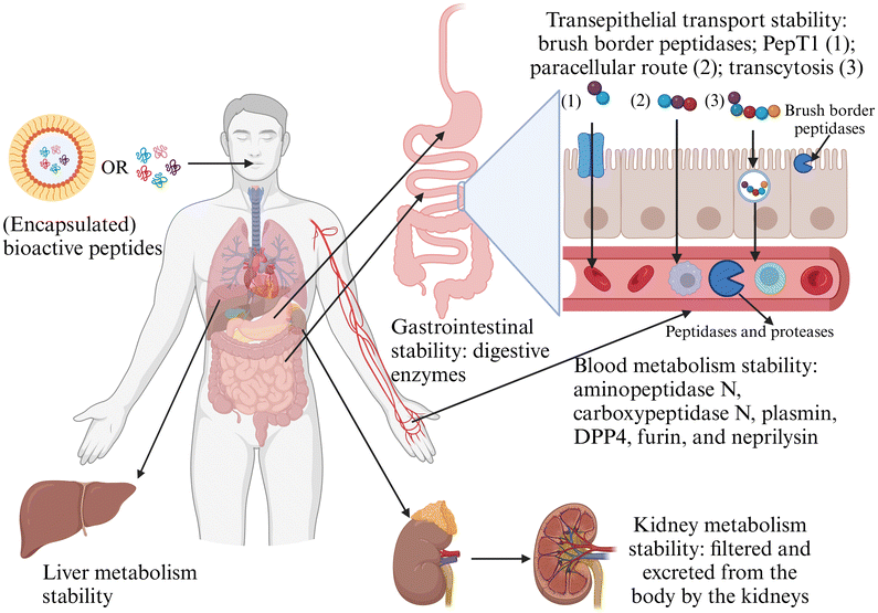 image file: d4fo04447a-f4.tif