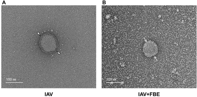 image file: d5fo01554e-f5.tif