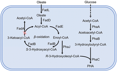 image file: d5gc02422f-f1.tif
