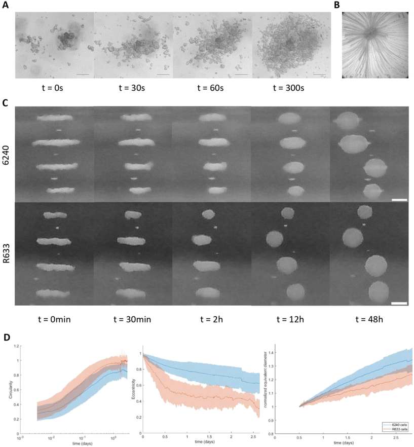 image file: d5lc00249d-f3.tif