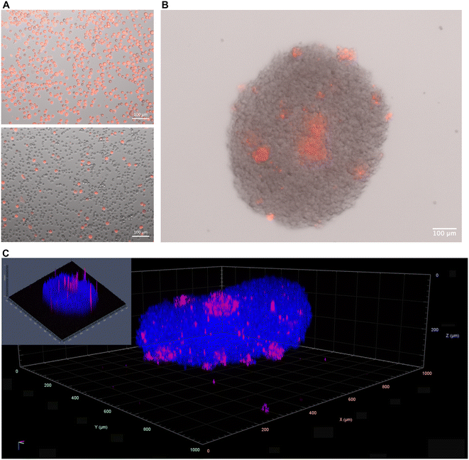 image file: d5lc00249d-f5.tif