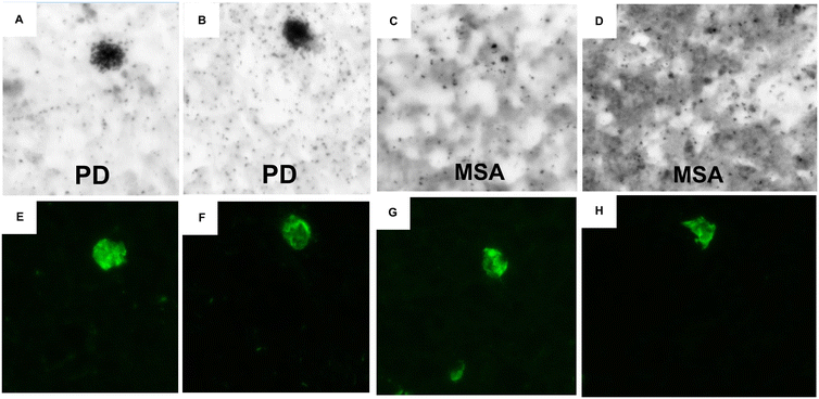 image file: d5md00057b-f2.tif