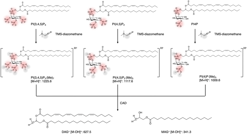 image file: d5mo00115c-f2.tif