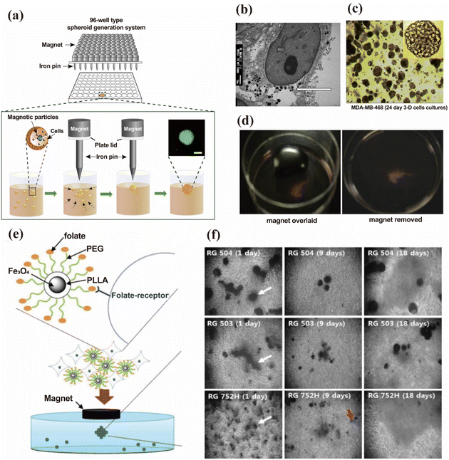 image file: d5na00534e-f2.tif