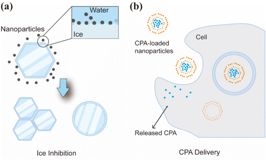 image file: d5na00534e-f4.tif