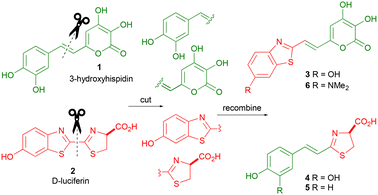 image file: d5ob01589h-s1.tif