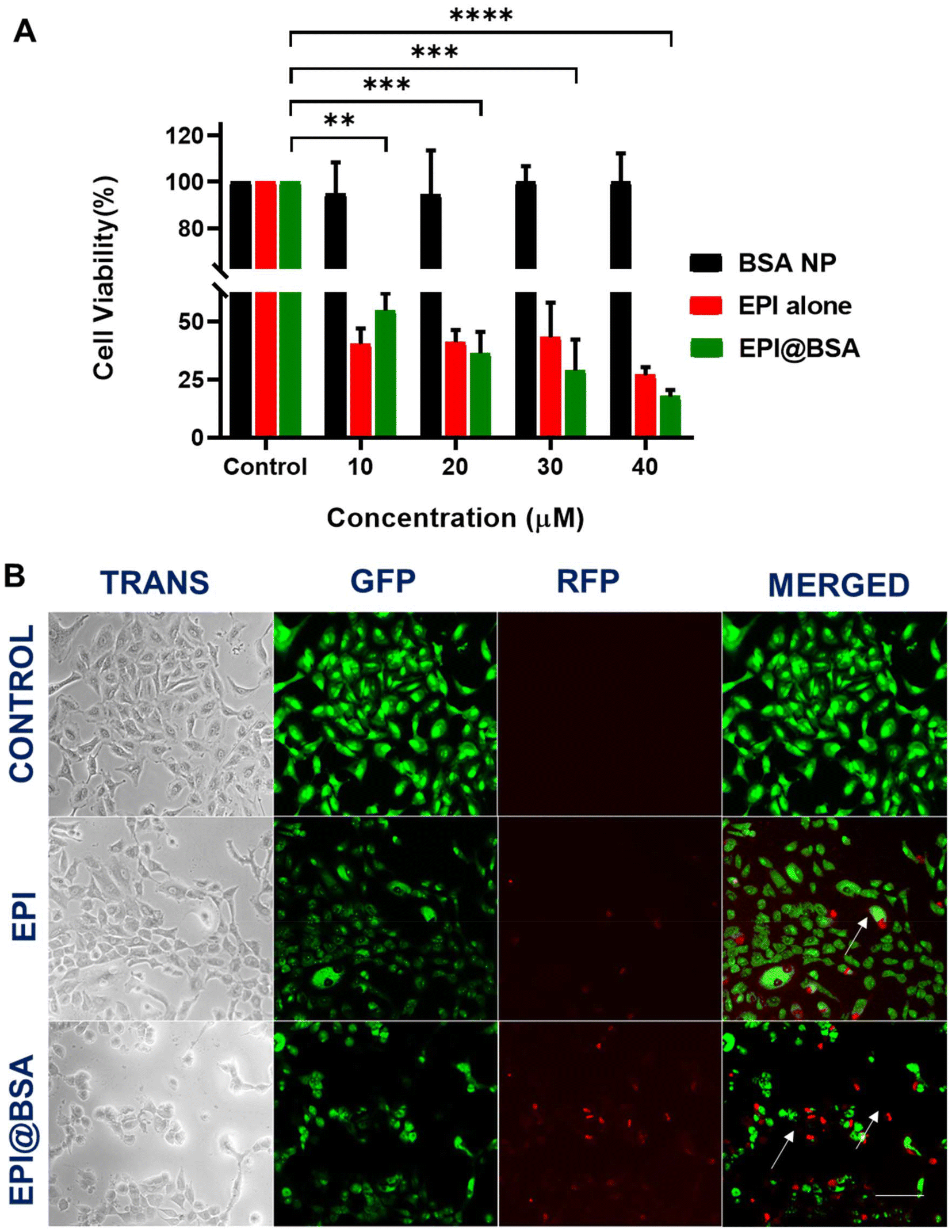 Chemotherapeutic loaded dynamic aggregated albumin nanoparticles for
