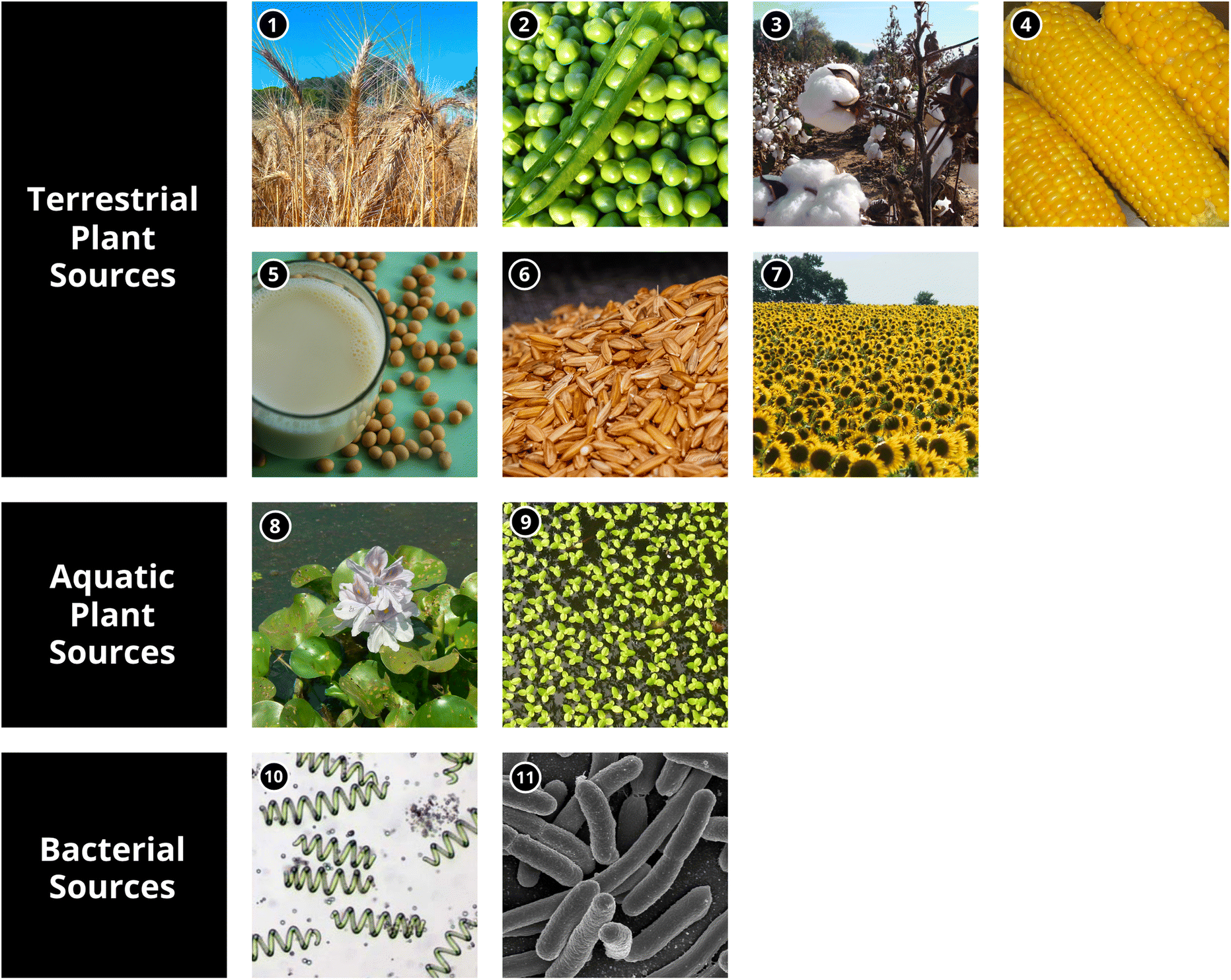 Vegetative and microbial proteins for bioplastics