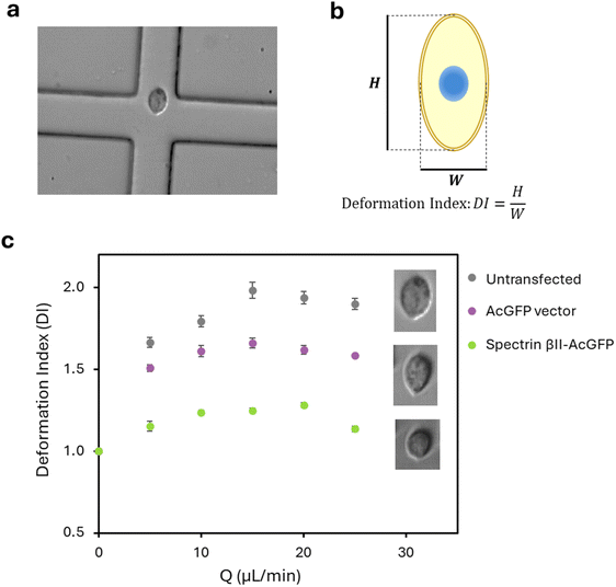image file: d5ra08200e-f2.tif