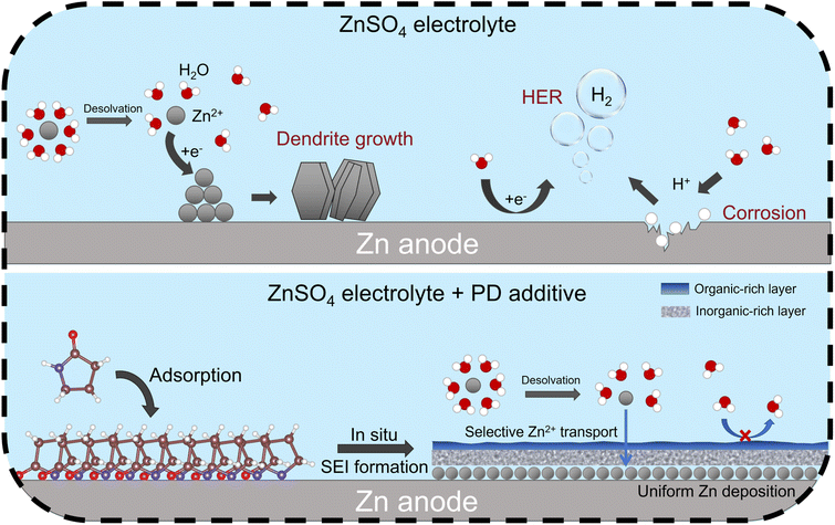 Adsorption-induced dual-layer solid electrolyte interface toward a