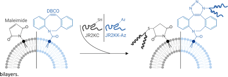 image file: d5tb00304k-s1.tif