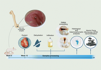 image file: d5tb01282a-f15.tif