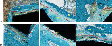 image file: d5tb01282a-f6.tif