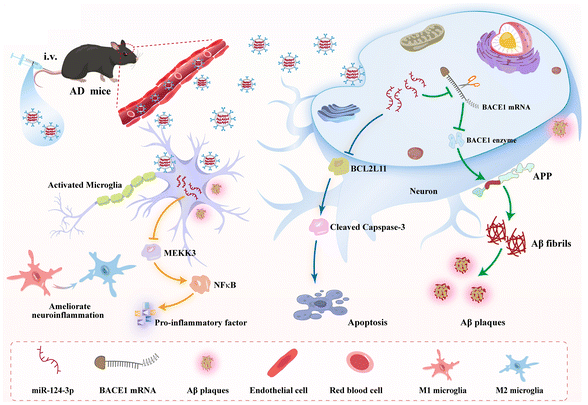 image file: d5bm01080b-s1.tif