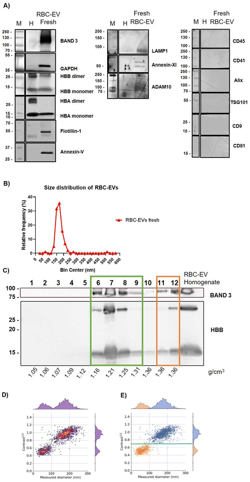 image file: d5bm01349f-f1.tif
