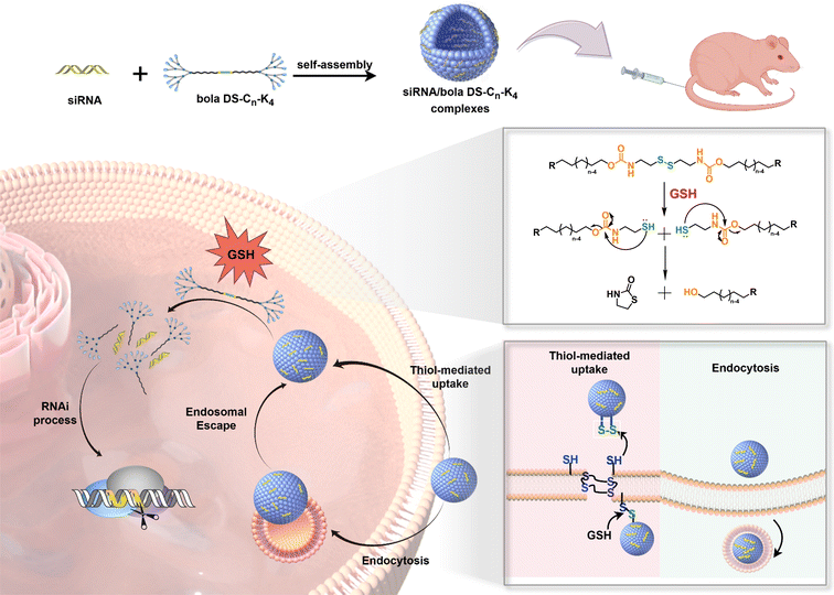 image file: d5bm01643f-s1.tif