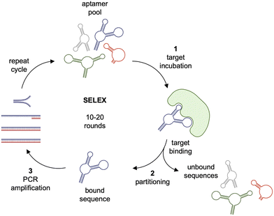 image file: d5cb00133a-f1.tif