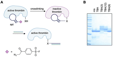 image file: d5cb00133a-f10.tif