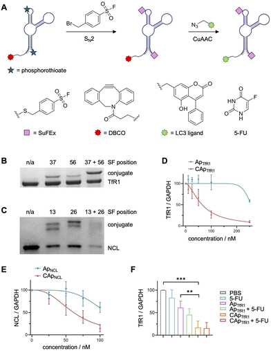 image file: d5cb00133a-f12.tif