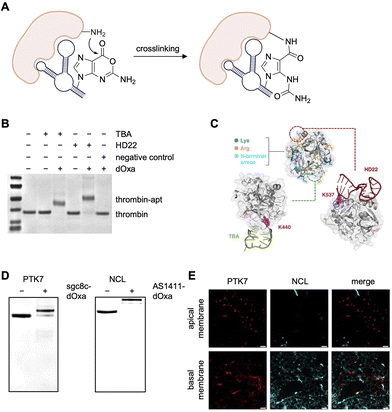 image file: d5cb00133a-f13.tif