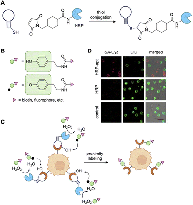 image file: d5cb00133a-f19.tif