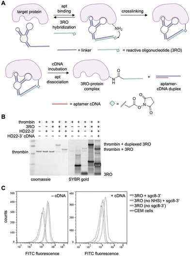 image file: d5cb00133a-f6.tif