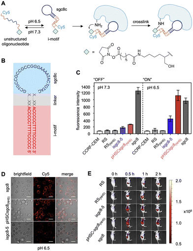 image file: d5cb00133a-f7.tif