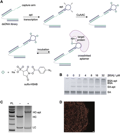 image file: d5cb00133a-f9.tif