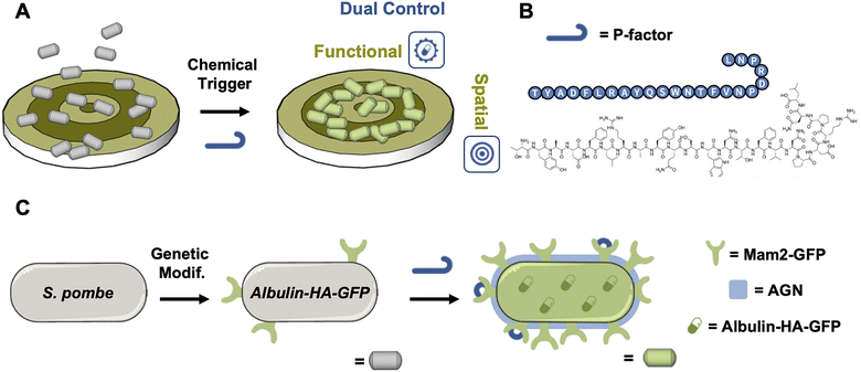 image file: d5cb00147a-f1.tif