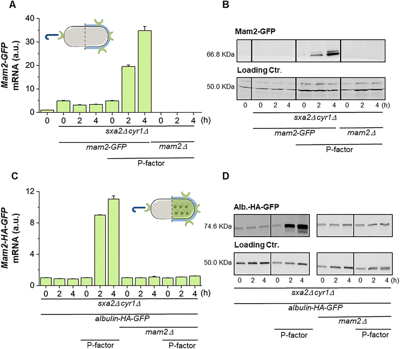 image file: d5cb00147a-f2.tif