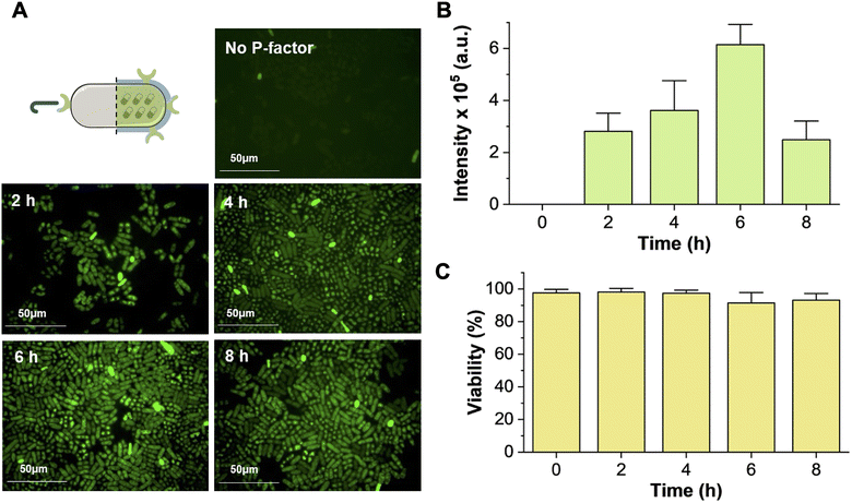 image file: d5cb00147a-f3.tif