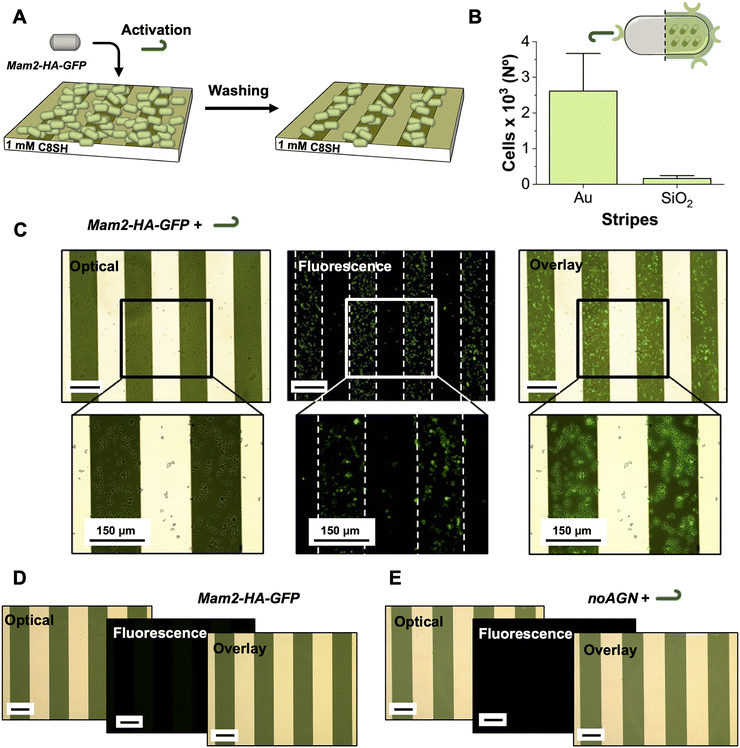 image file: d5cb00147a-f4.tif