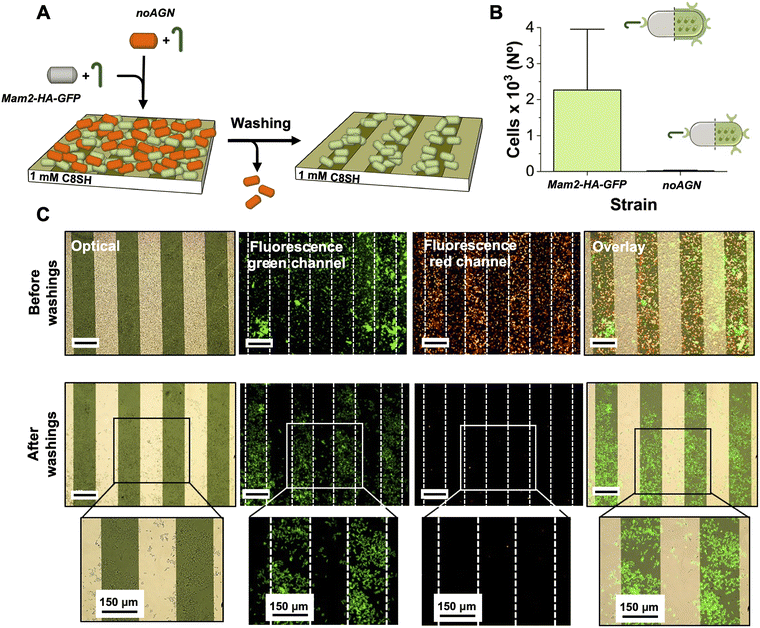 image file: d5cb00147a-f5.tif