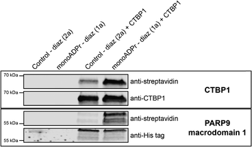 image file: d5cb00176e-f5.tif