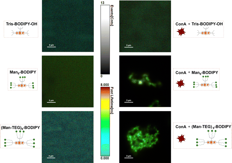 image file: d5cb00190k-f4.tif
