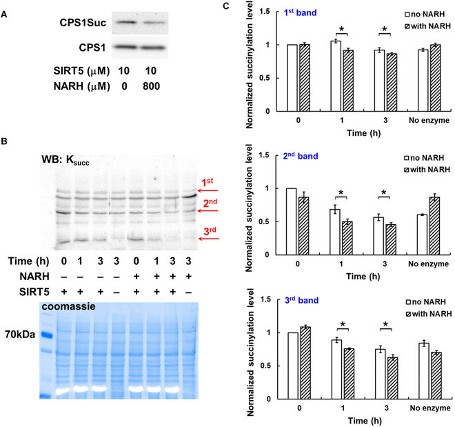 image file: d5cb00191a-f3.tif