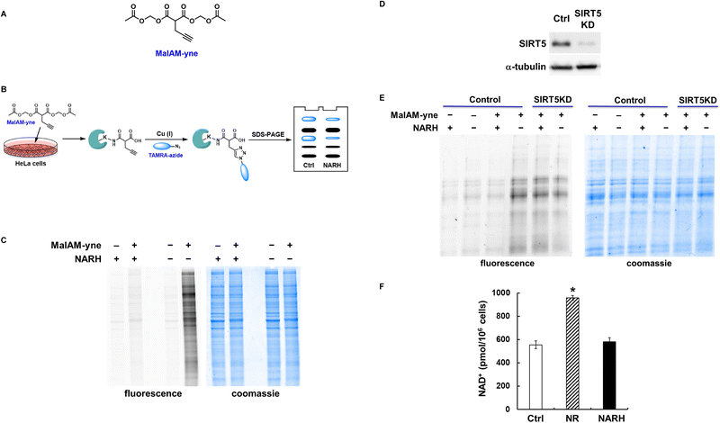 image file: d5cb00191a-f6.tif